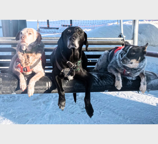 Avalanche Rescue Pup Plushies