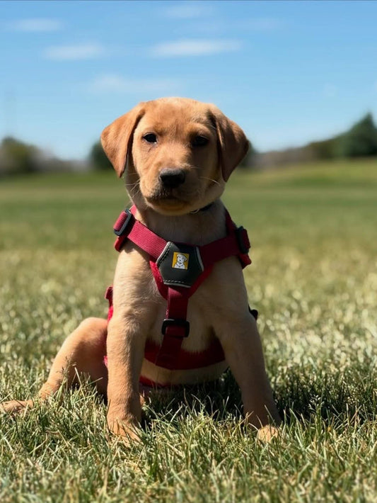 Pacha Avalanche Rescue Puppy Plush